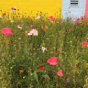 Meet your Posher, Julia